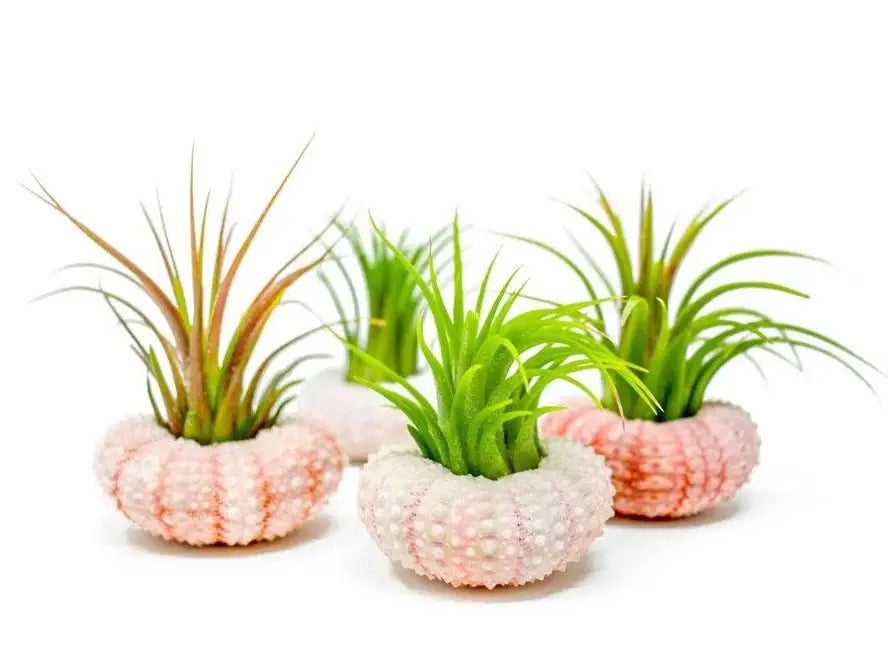 Ionantha Air Plant in Pink Sea Urchin Shells Set of 3
