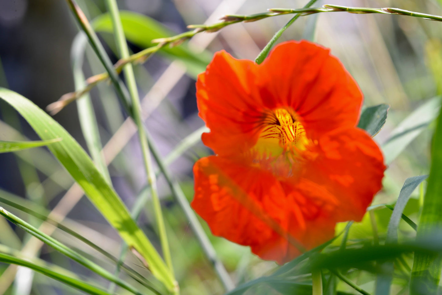 Nasturtium | Flower Seed Grow Kit