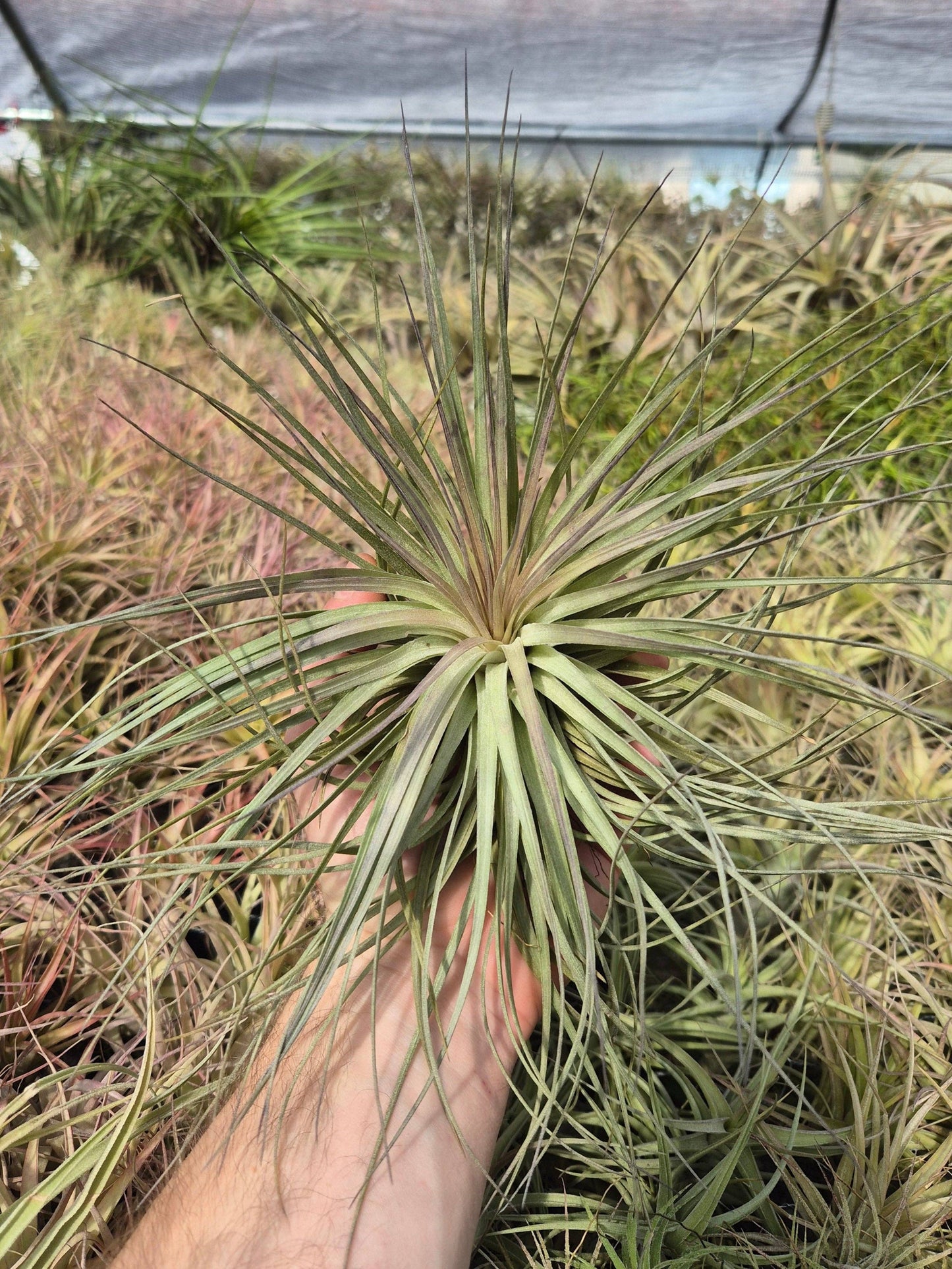 Tillandsia Stricta Cotton Candy: Large