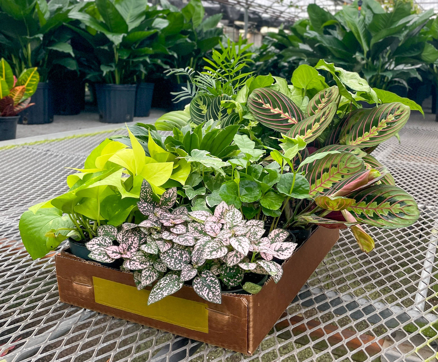 Grower's Choice Houseplant Assortment - 4" Live Plants: Specialty