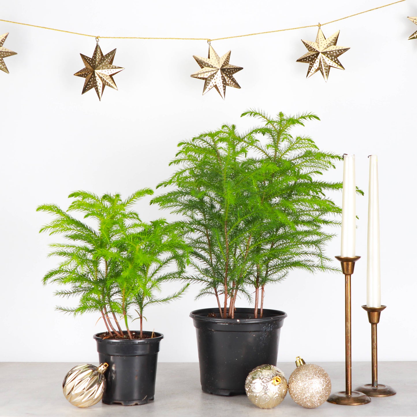 Norfolk Island Pine -  Live Plant: 6" Pot