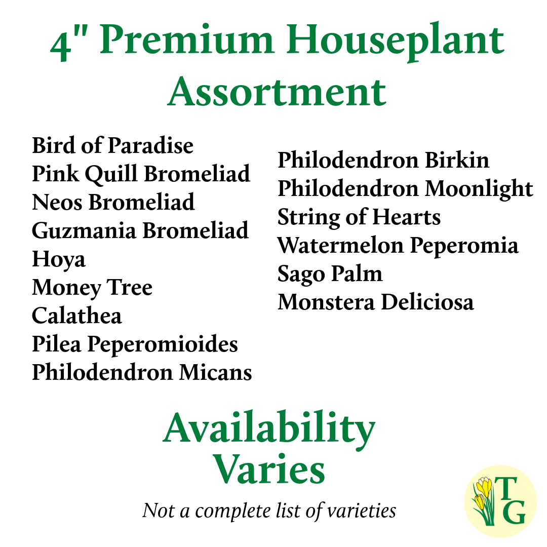 Grower's Choice Houseplant Assortment - 4" Live Plants: Specialty