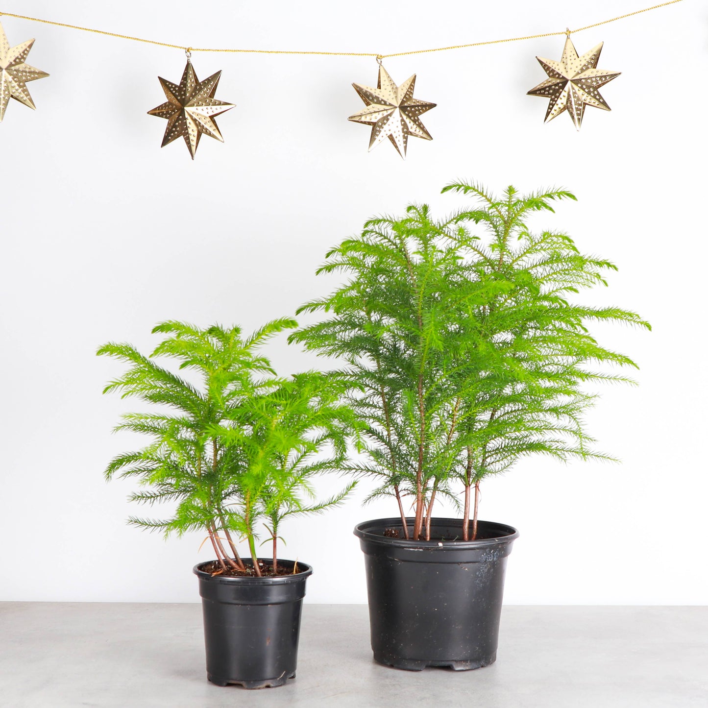 Norfolk Island Pine -  Live Plant: 6" Pot