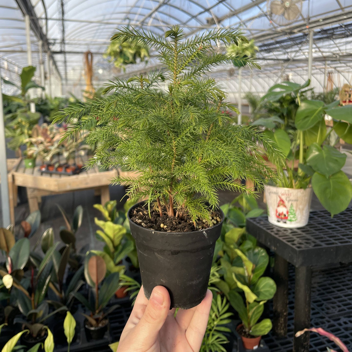Norfolk Island Pine -  Live Plant: 4" Pot