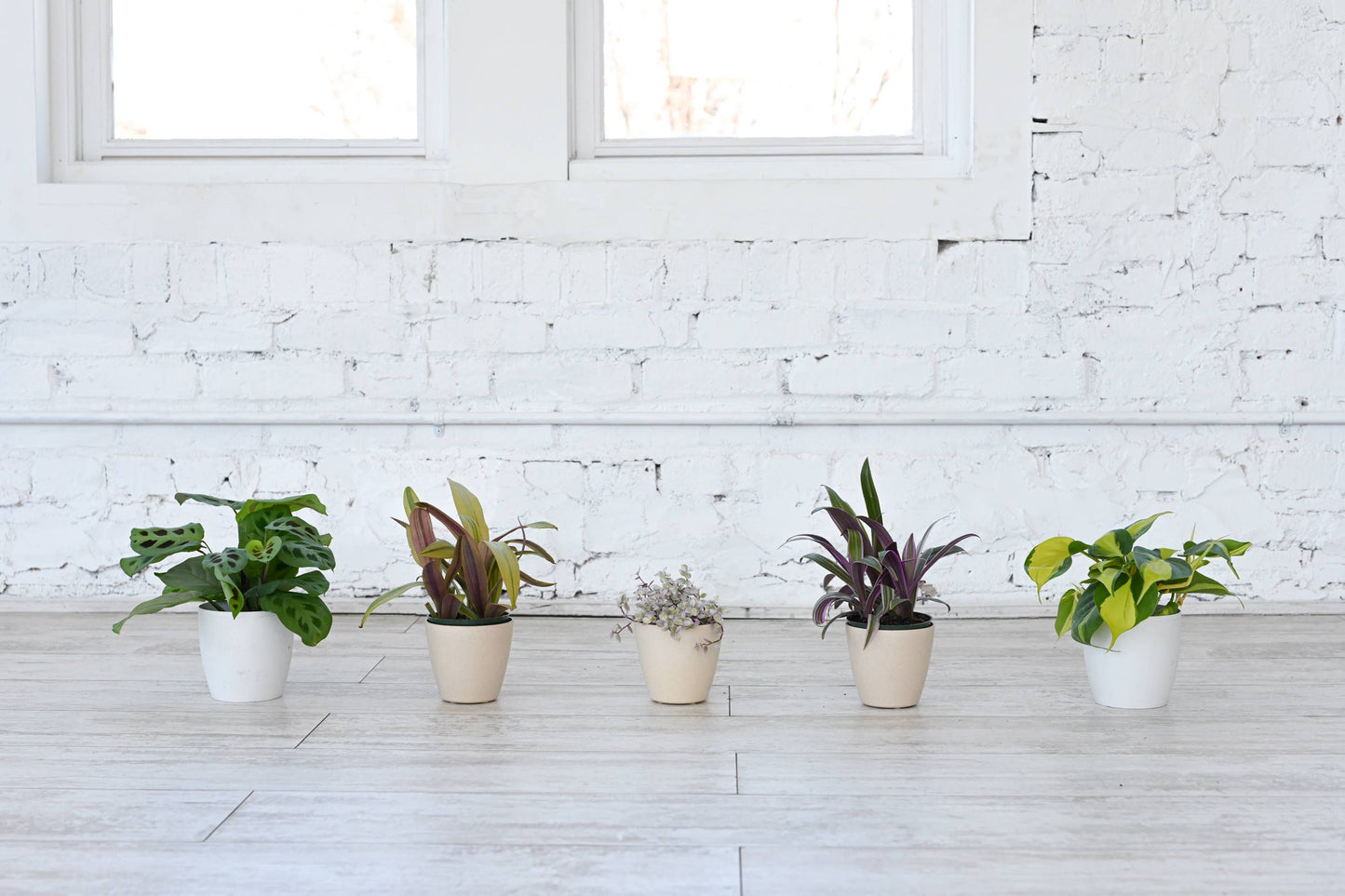 Grower's Choice Houseplant Assortment - 4" Live Plants: Specialty