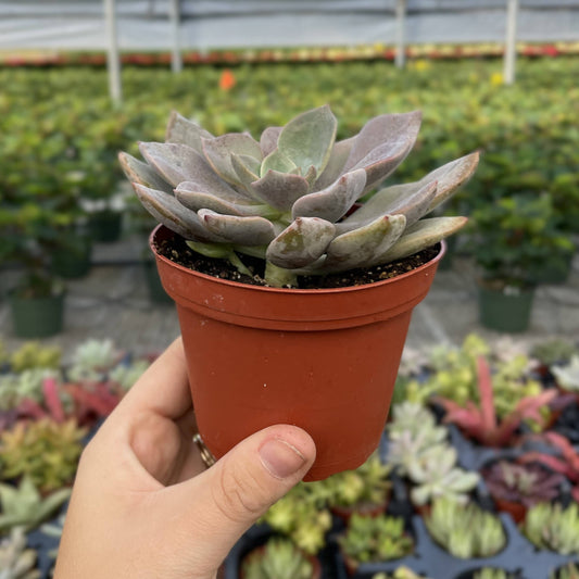 Assorted Succulent Plant -  Live Plant: 4" Pot