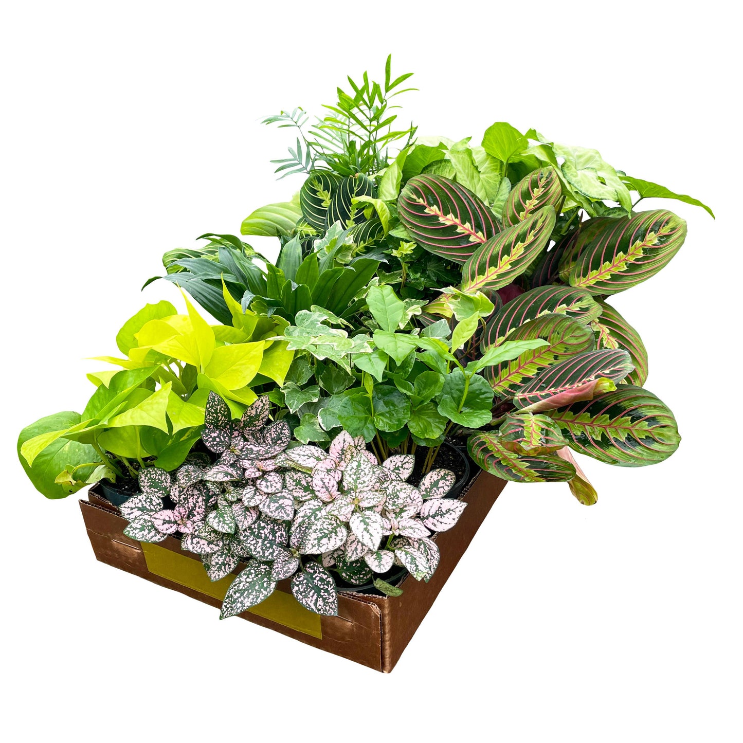 Grower's Choice Houseplant Assortment - 4" Live Plants: Specialty