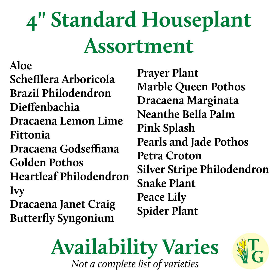 Grower's Choice Houseplant Assortment - 4" Live Plants: Specialty
