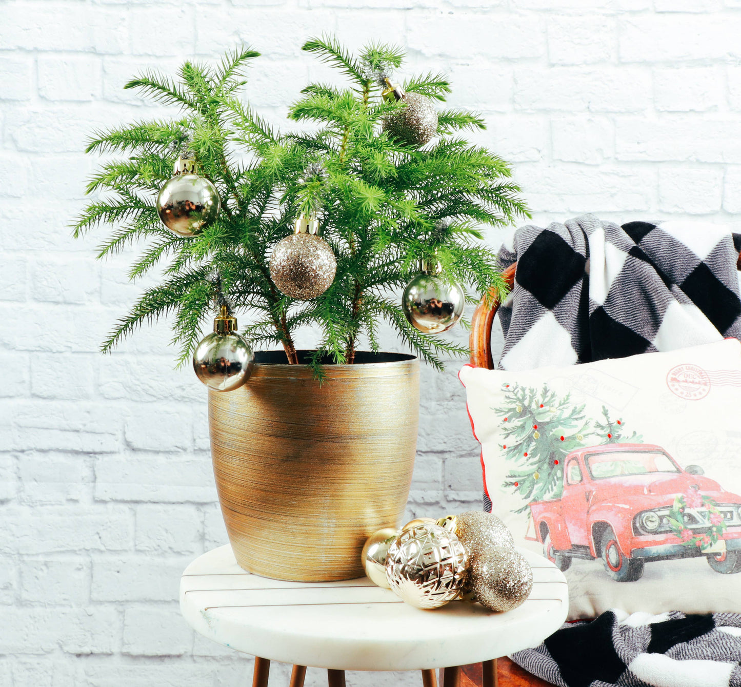 Norfolk Island Pine -  Live Plant: 6" Pot