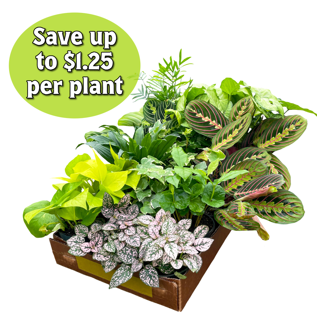 Grower's Choice Houseplant Assortment - 4" Live Plants: Specialty