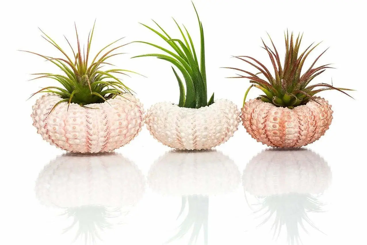 Ionantha Air Plant in Pink Sea Urchin Shells Set of 3