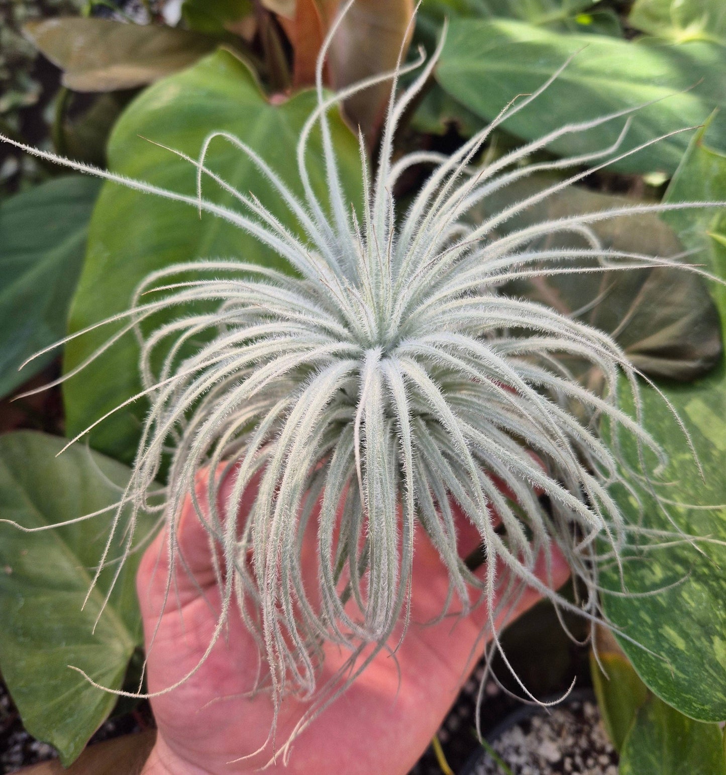 Tillandsia Tectorum: Large 5"