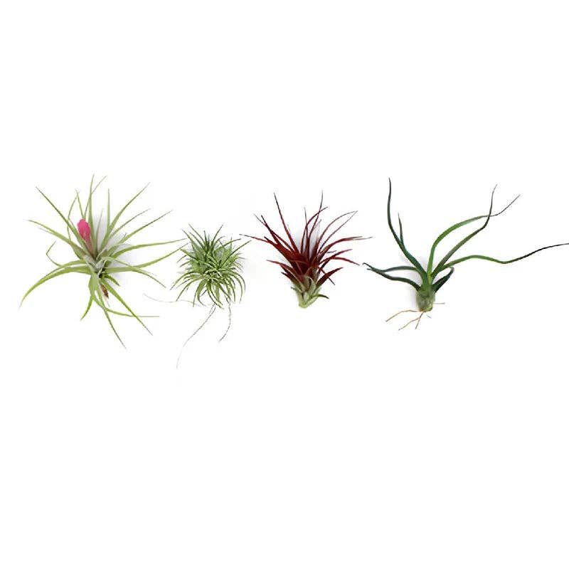 Tillandsia Air plant pack 10, 15, 25, 30: 15 Pack