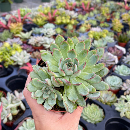 Assorted Succulent Plant -  Live Plant: 4" Pot