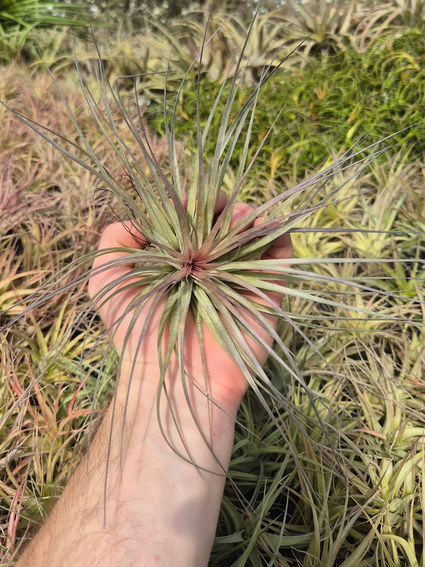 Tillandsia Stricta Cotton Candy: Large