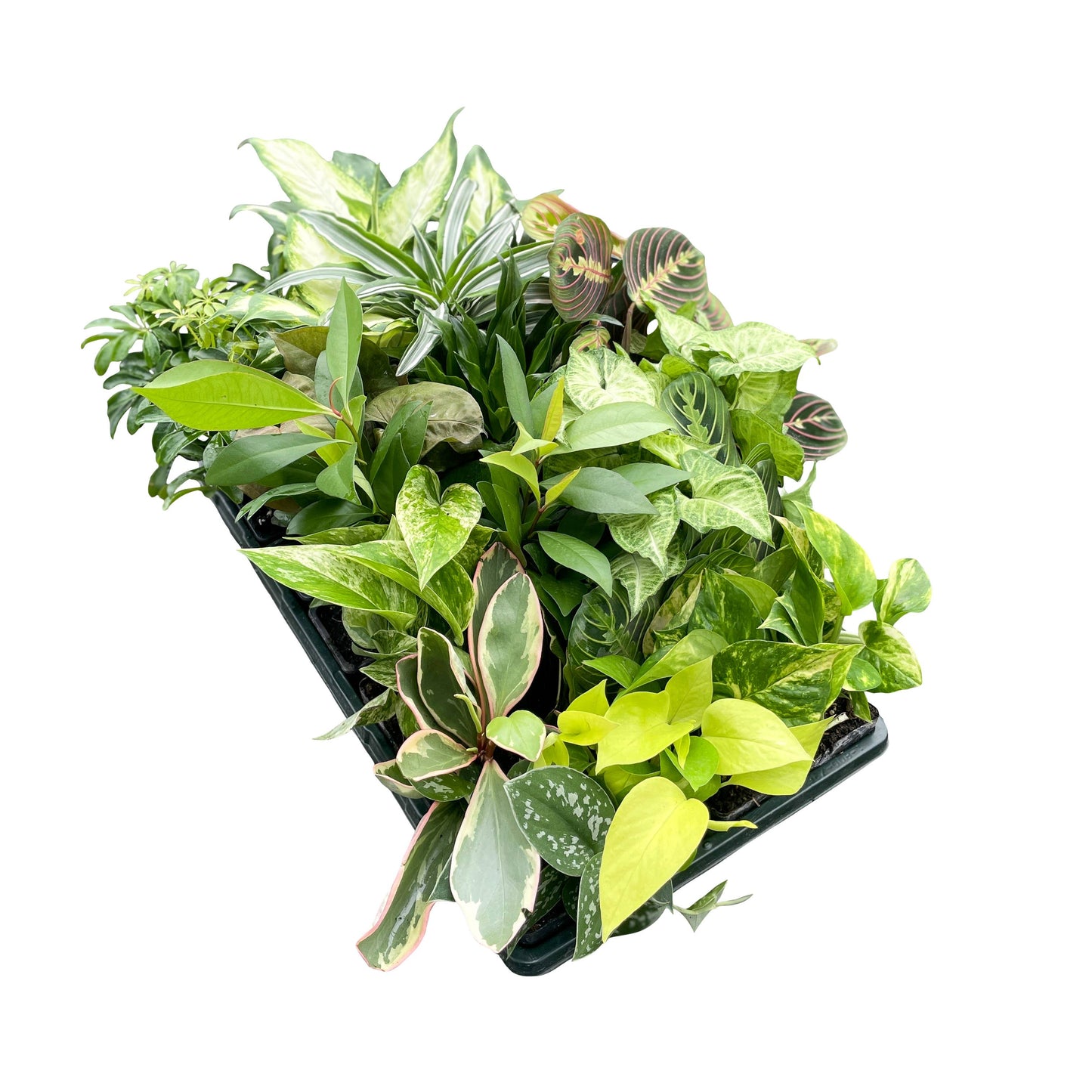 Grower's Choice Houseplant Assortment - 3" Live Plants: Premium