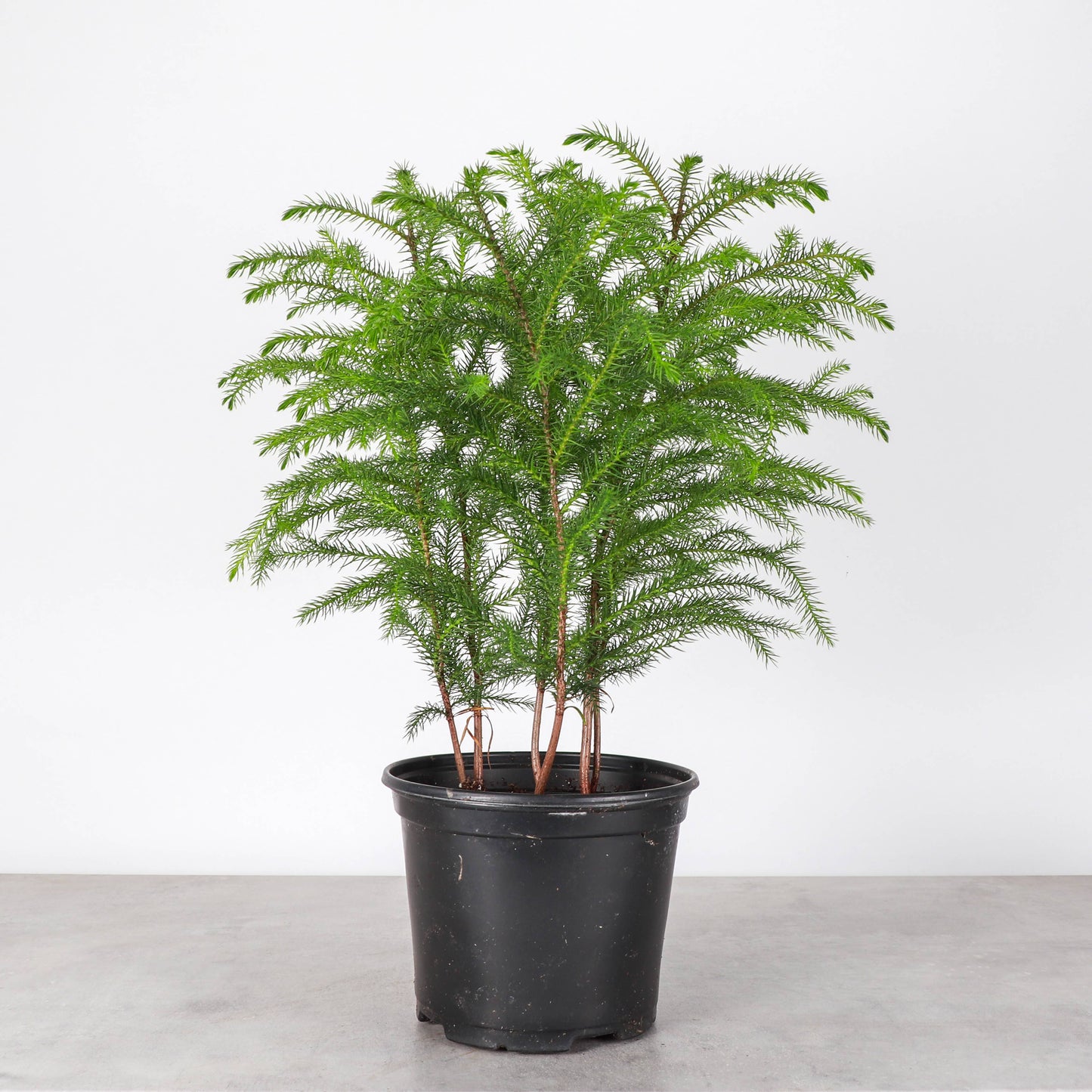 Norfolk Island Pine -  Live Plant: 6" Pot
