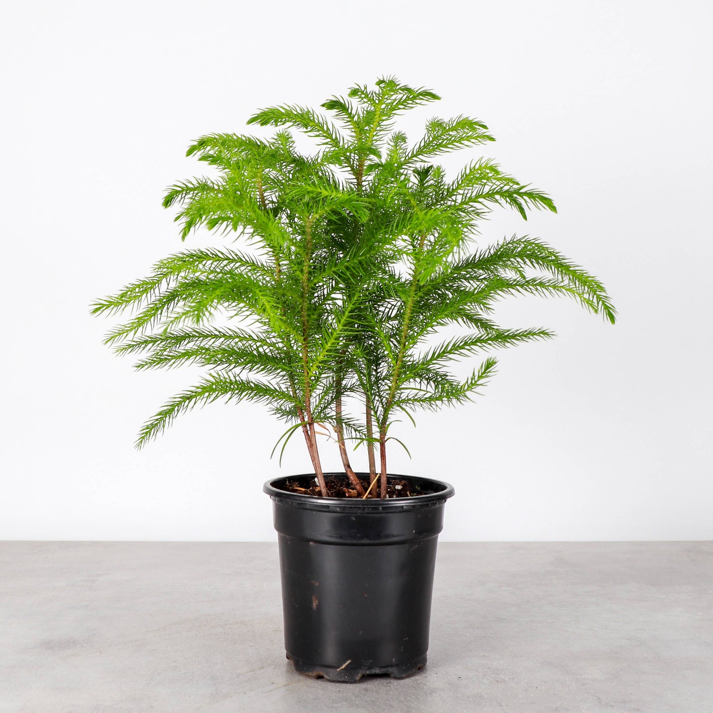 Norfolk Island Pine -  Live Plant: 4" Pot
