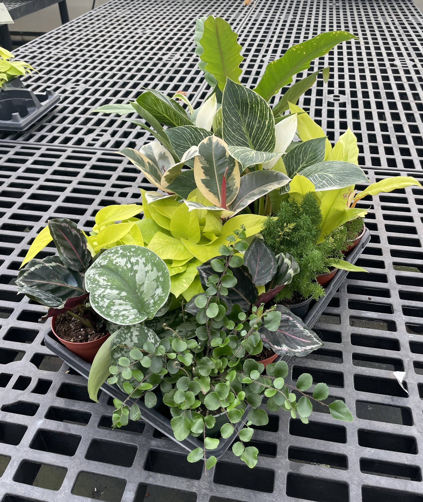 Grower's Choice Houseplant Assortment - 4" Live Plants: Specialty
