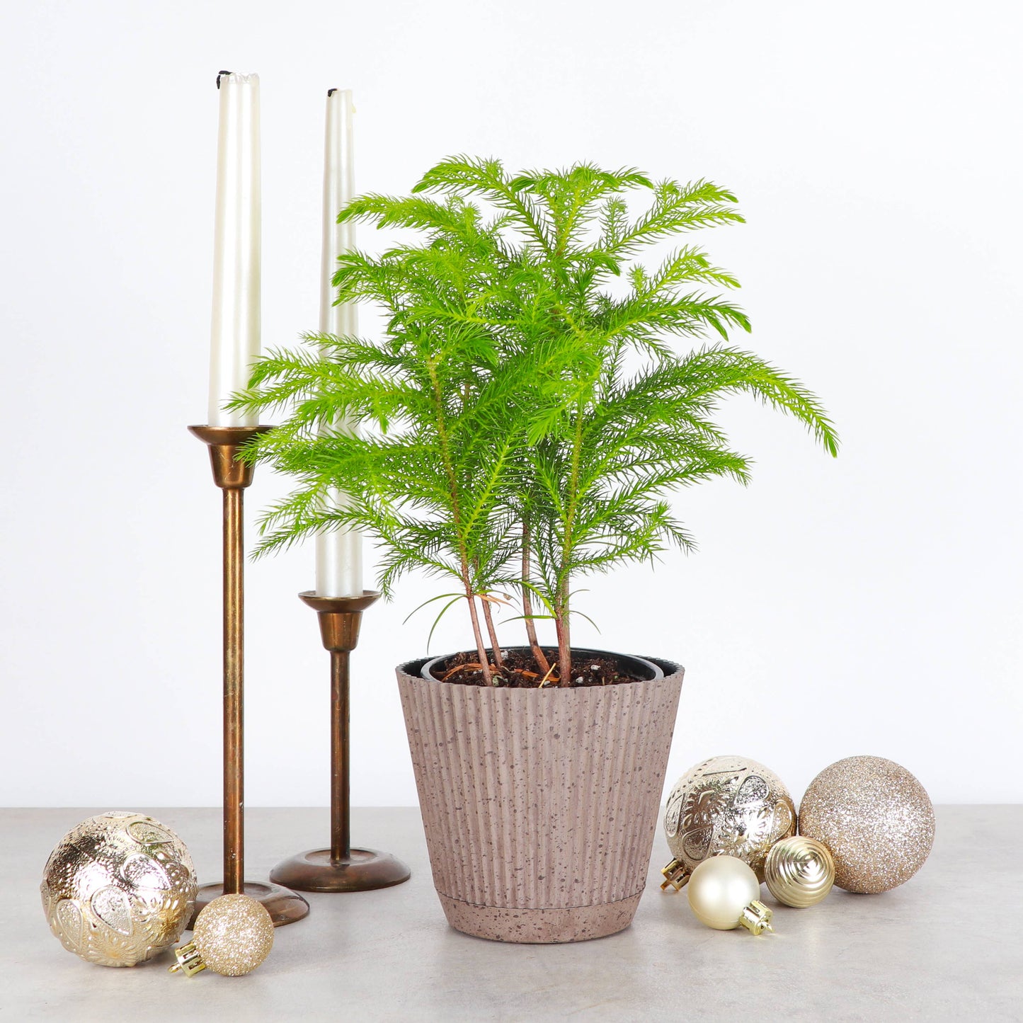 Norfolk Island Pine -  Live Plant: 6" Pot