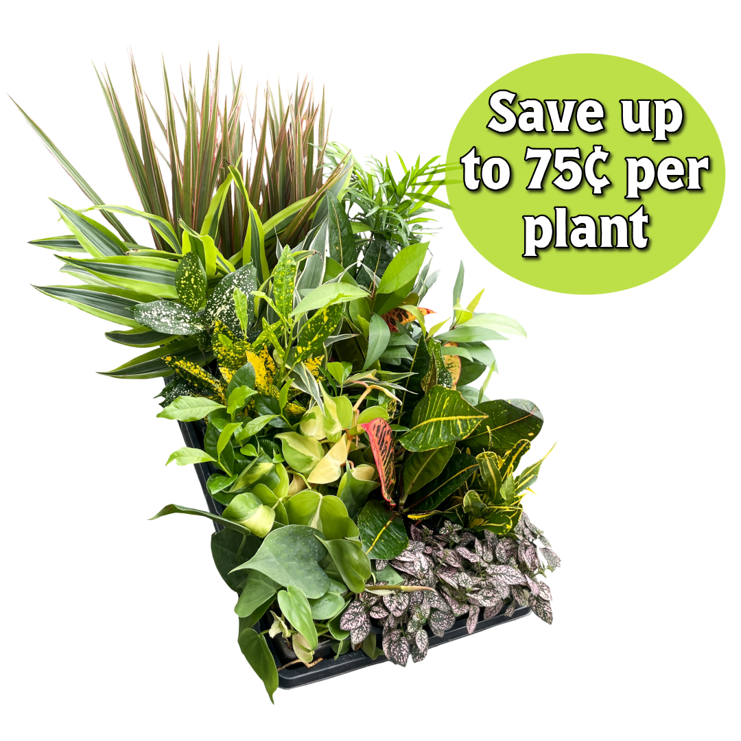 Grower's Choice Houseplant Assortment - 3" Live Plants: Premium