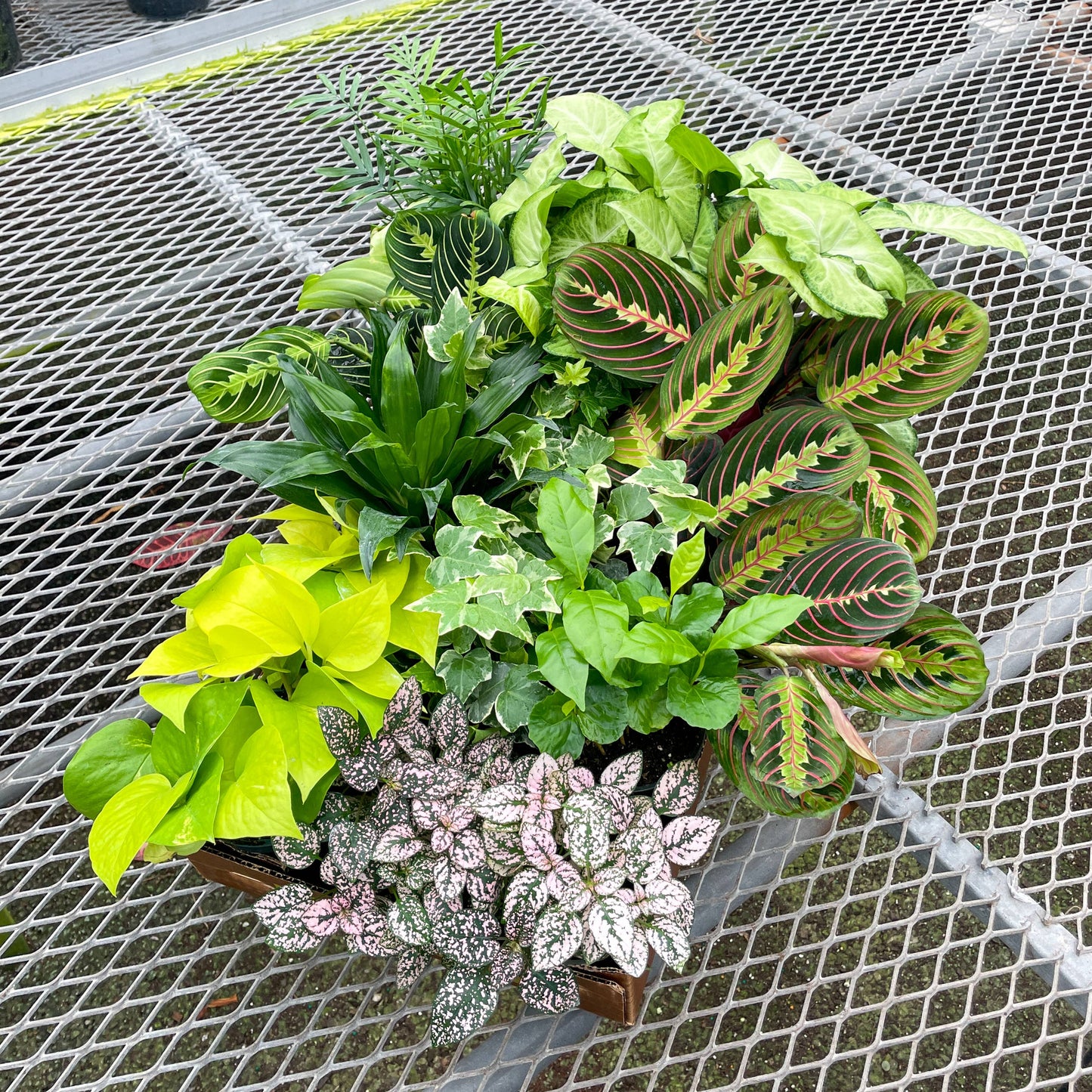 Grower's Choice Houseplant Assortment - 4" Live Plants: Specialty