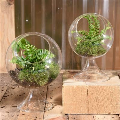 Sole Terrarium, Glass - Round, Sm