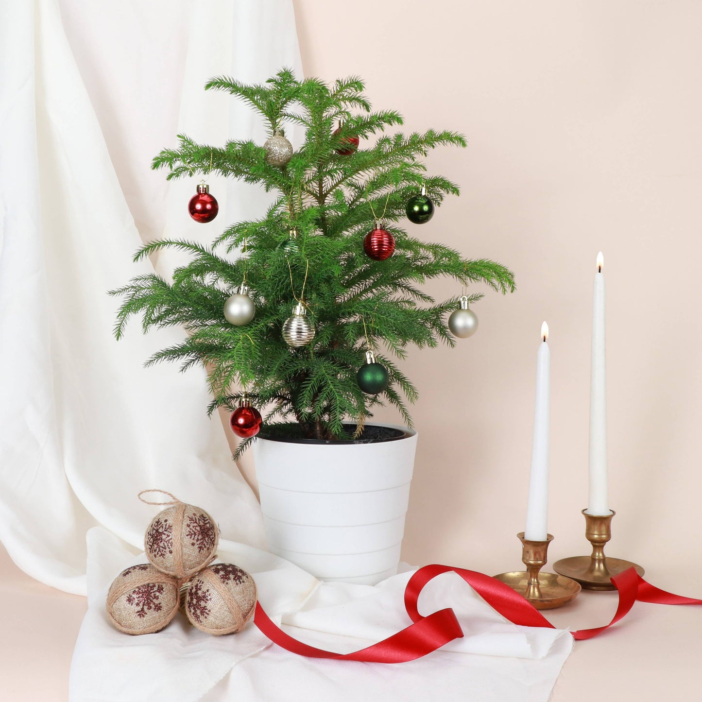 Norfolk Island Pine -  Live Plant: 4" Pot