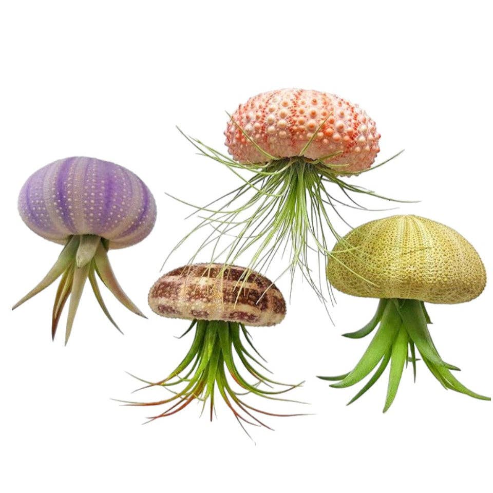 Hanging Sea Urchin Air Plant Jelly Fish!: Pink