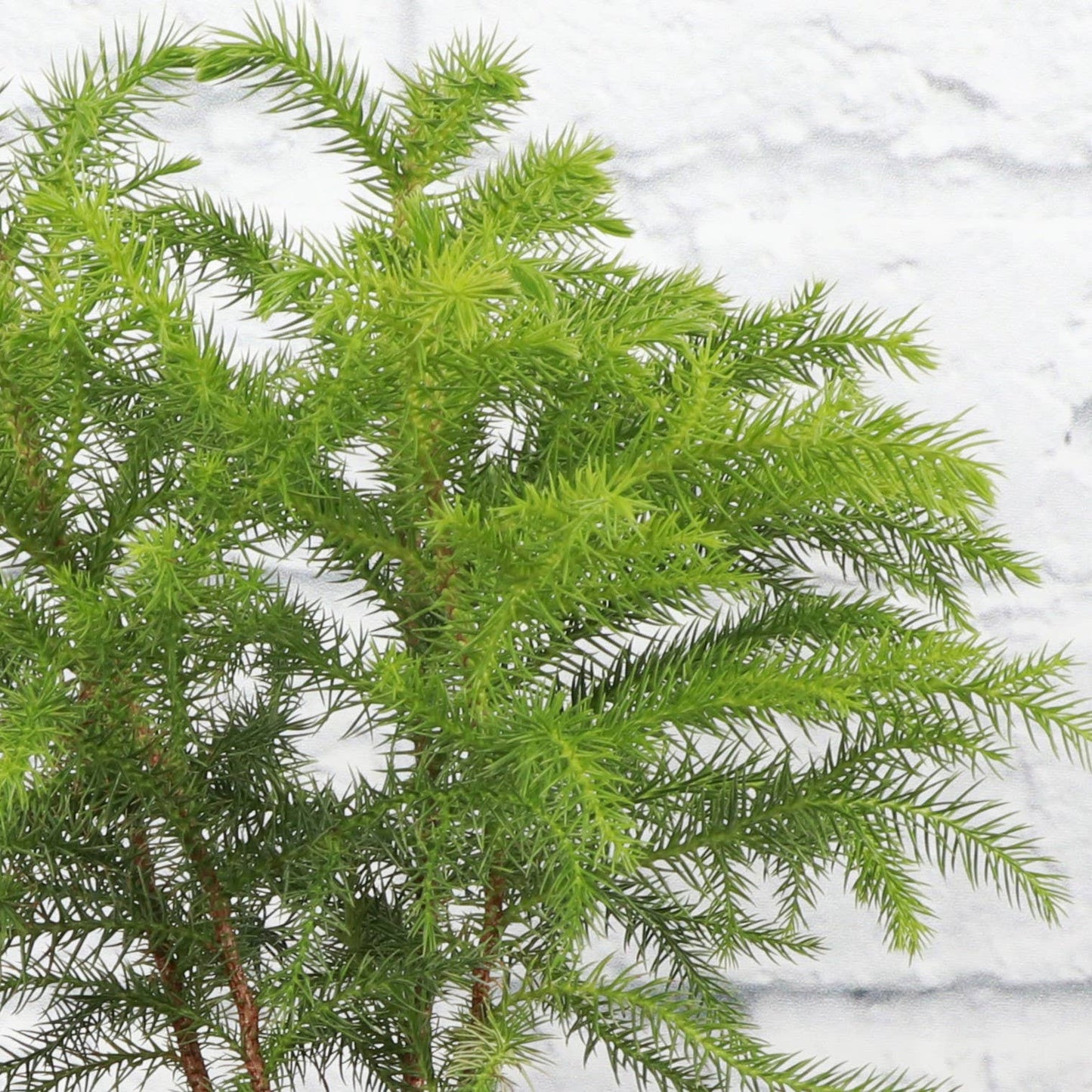 Norfolk Island Pine -  Live Plant: 6" Pot