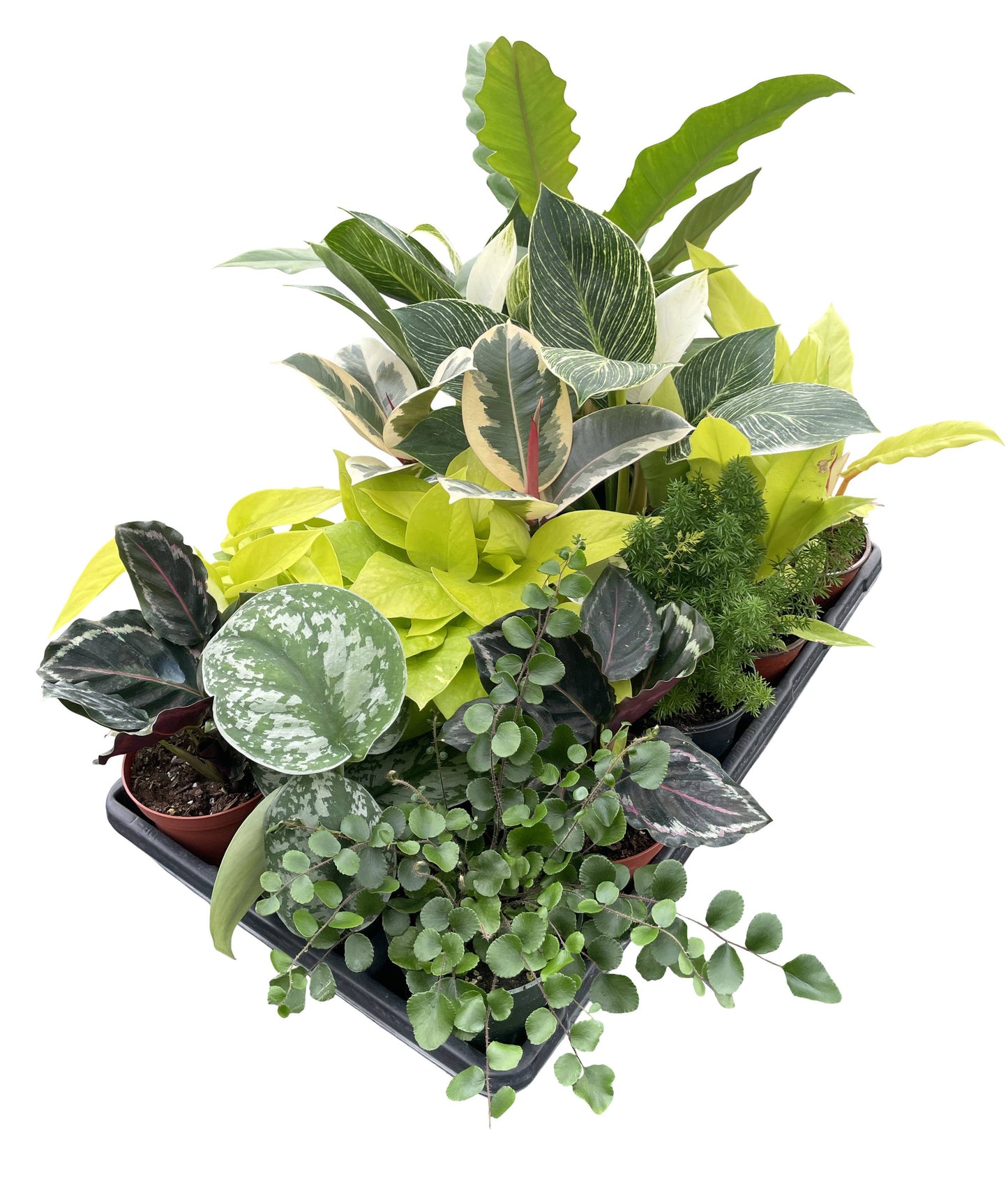 Grower's Choice Houseplant Assortment - 4" Live Plants: Specialty