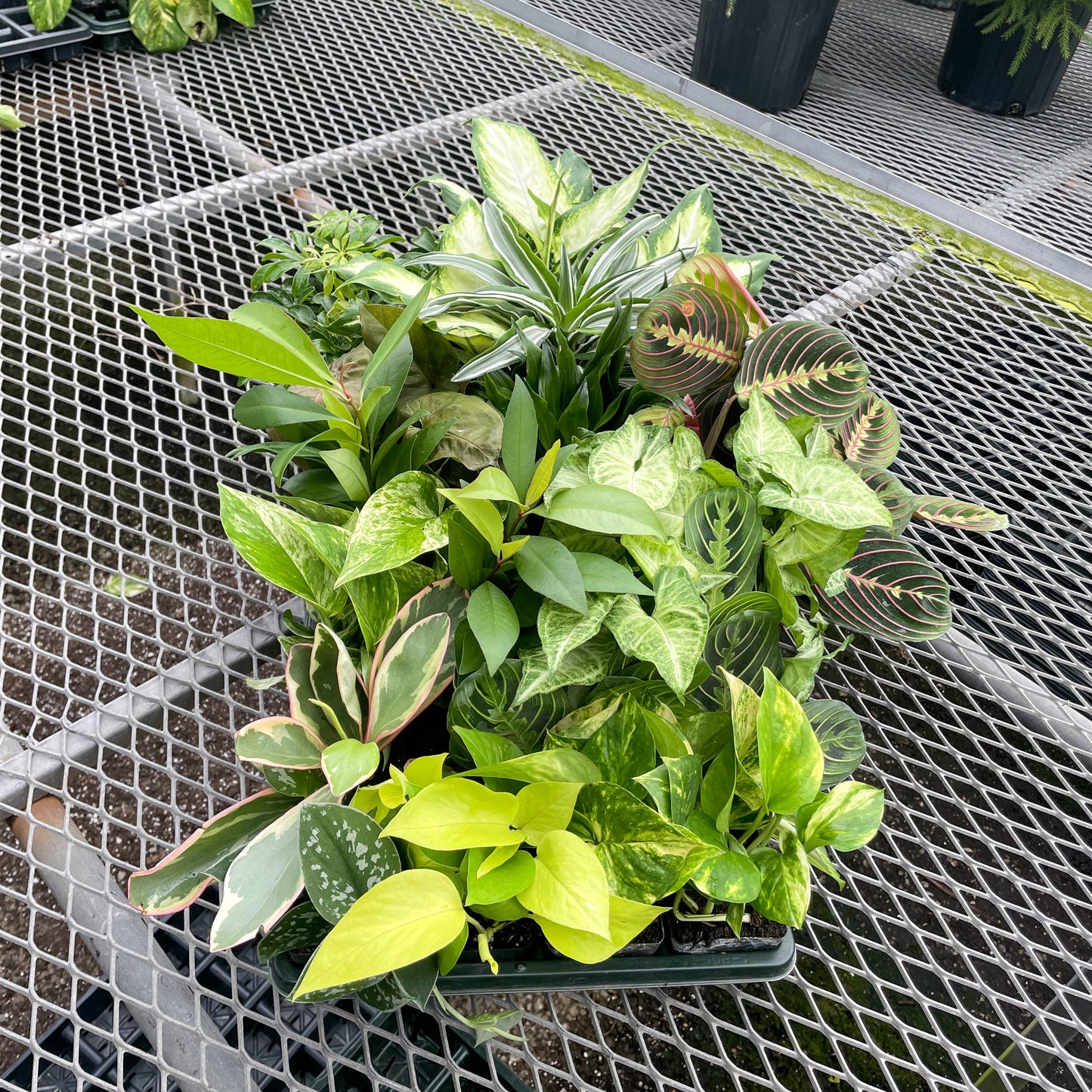 Grower's Choice Houseplant Assortment - 3" Live Plants: Premium