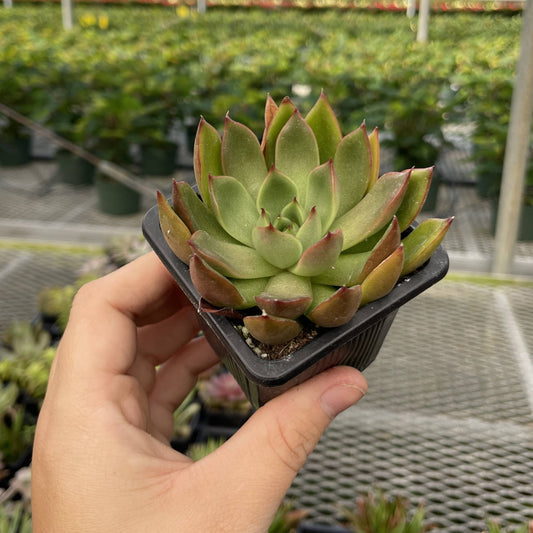 Assorted Succulent Plant -  Live Plant: 3" Pot