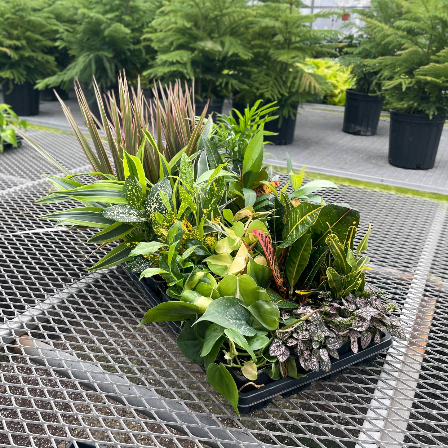 Grower's Choice Houseplant Assortment - 3" Live Plants: Premium