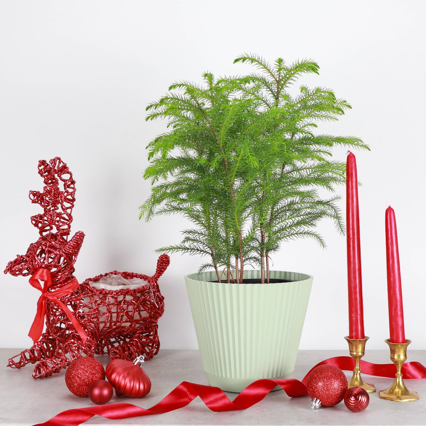 Norfolk Island Pine -  Live Plant: 4" Pot