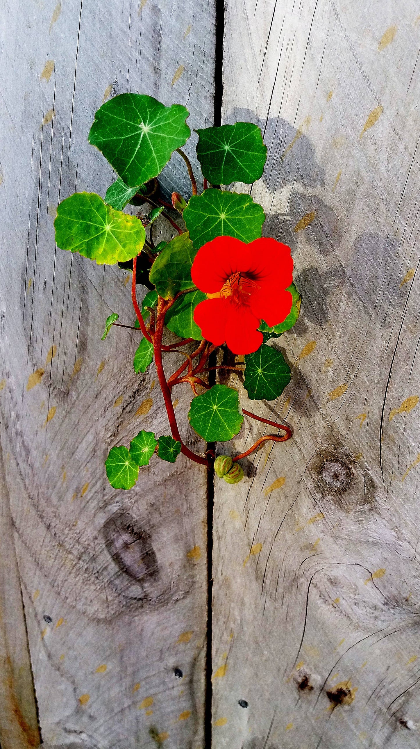 Nasturtium | Flower Seed Grow Kit