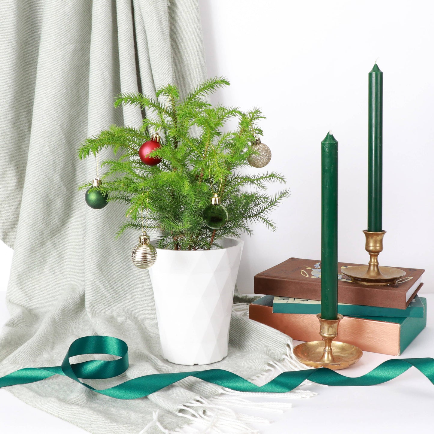 Norfolk Island Pine -  Live Plant: 6" Pot