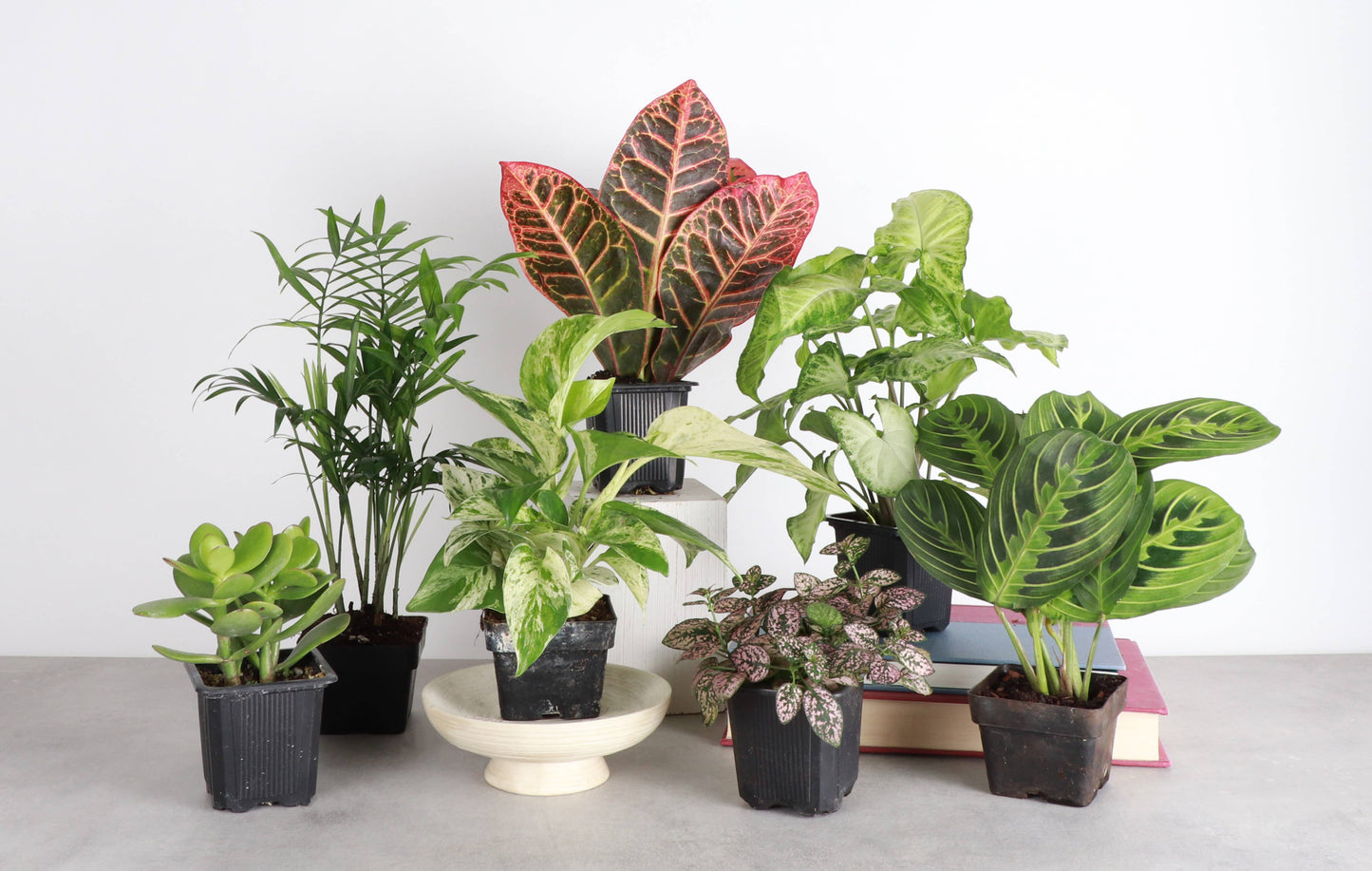 Grower's Choice Houseplant Assortment - 3" Live Plants: Premium