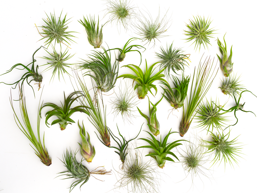 Tillandsia Air plant pack 10, 15, 25, 30: 15 Pack