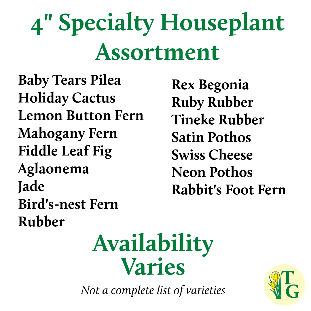 Grower's Choice Houseplant Assortment - 4" Live Plants: Specialty