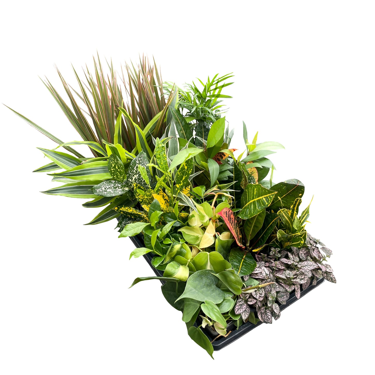 Grower's Choice Houseplant Assortment - 3" Live Plants: Premium