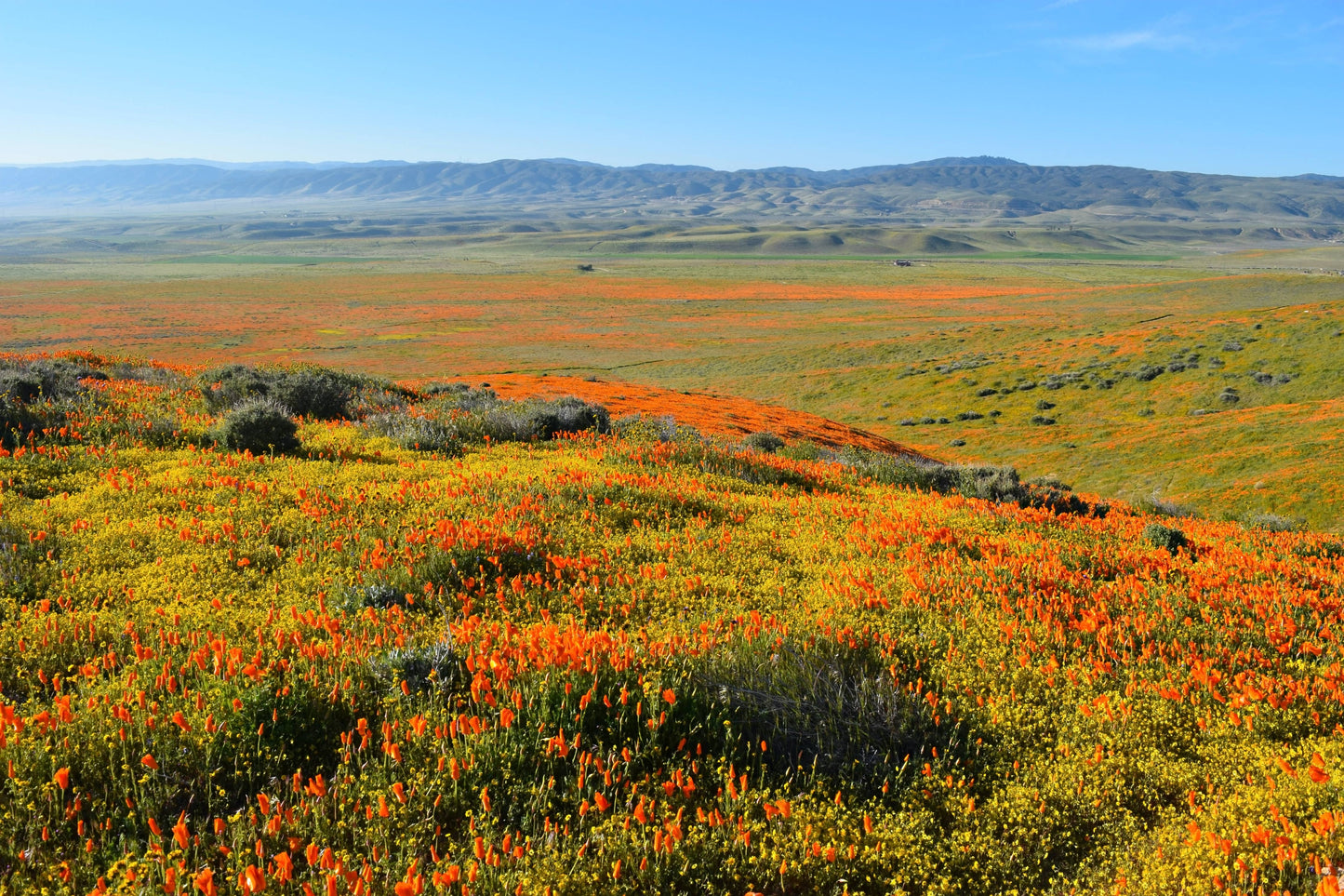California Poppy | Seed Grow Kit